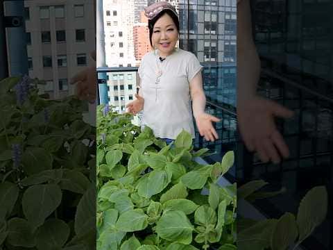 Perilla Leaf Pancakes (Kkaennip-jangtteok)