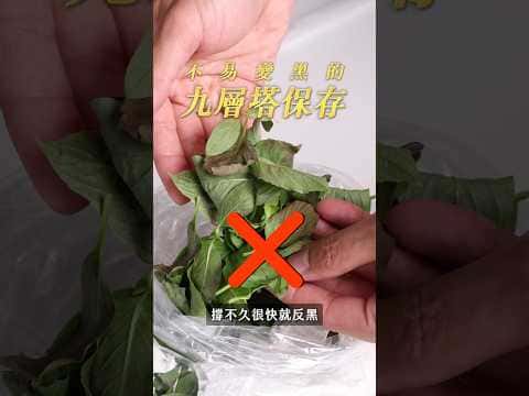 九層塔保存方法